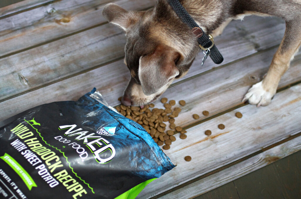 How to Prepare for Your Brand New Puppy A Noted Life